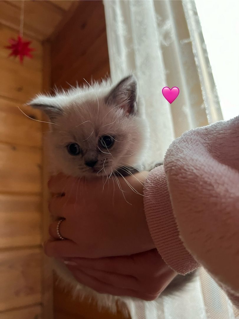 Britisch Kurzhaar Kitten