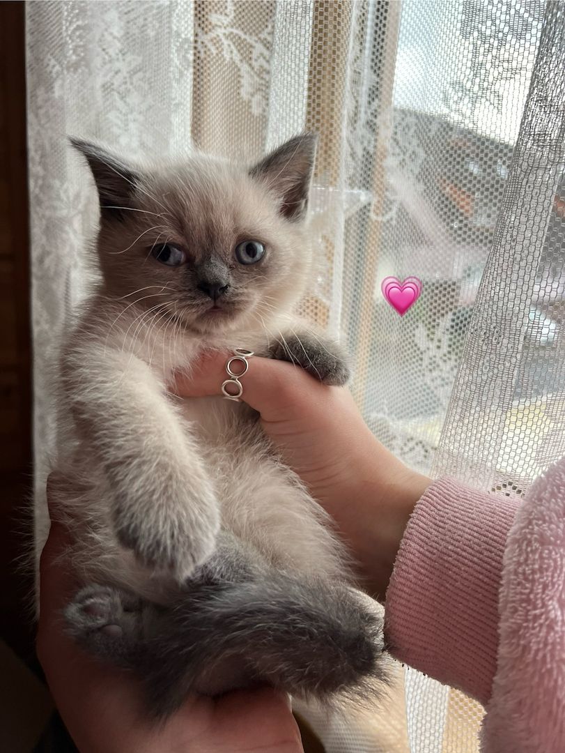 Britisch Kurzhaar Kitten