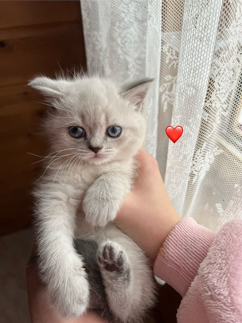 Britisch Kurzhaar Kitten