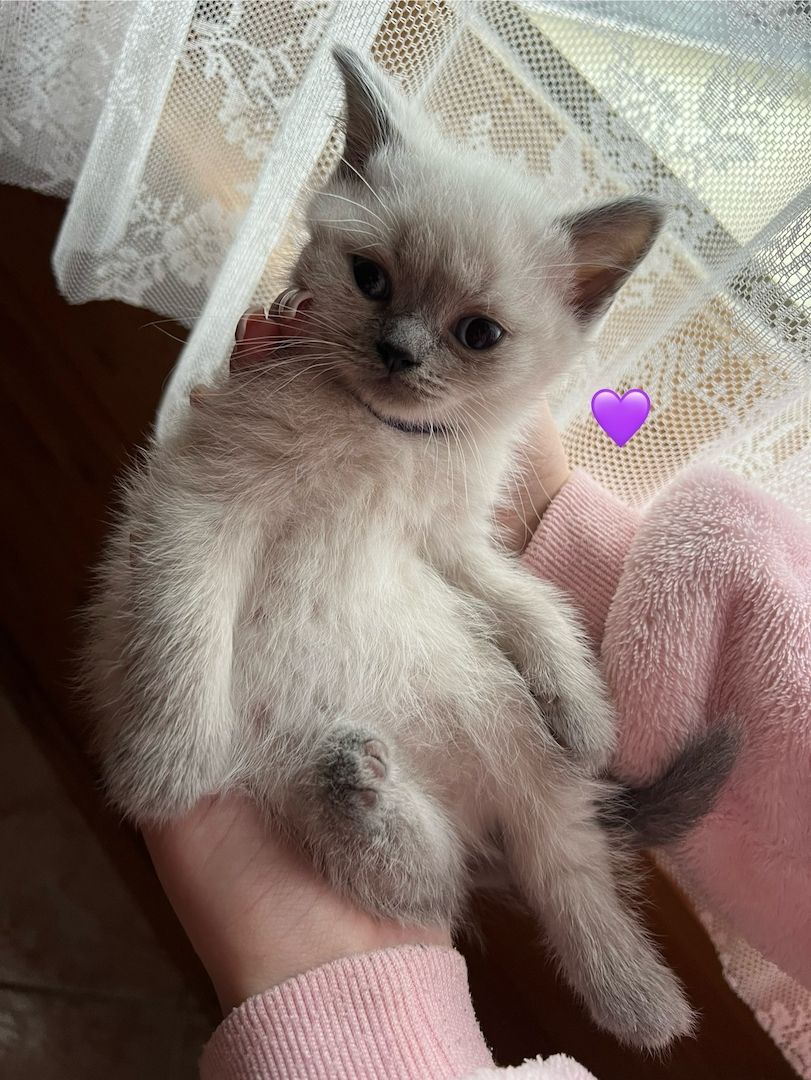 Britisch Kurzhaar Kitten