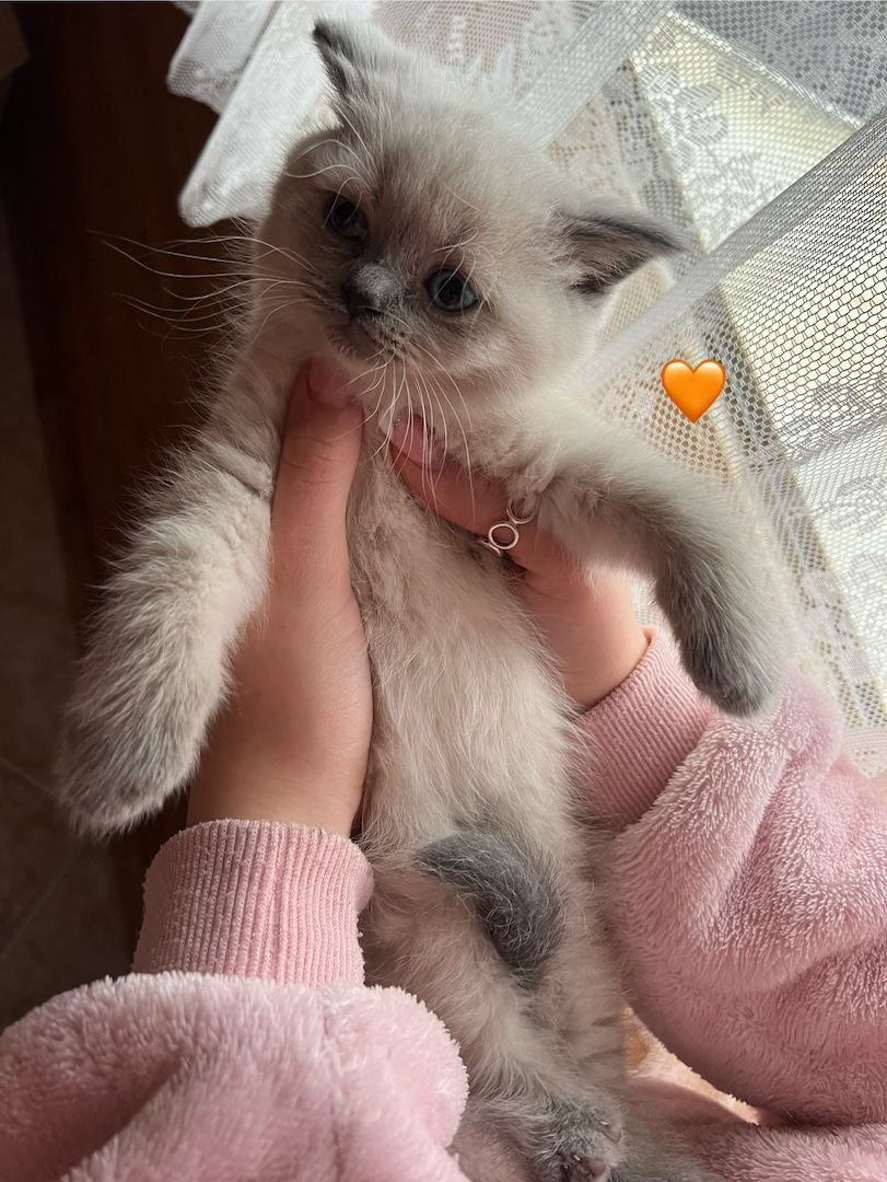 Britisch Kurzhaar Kitten