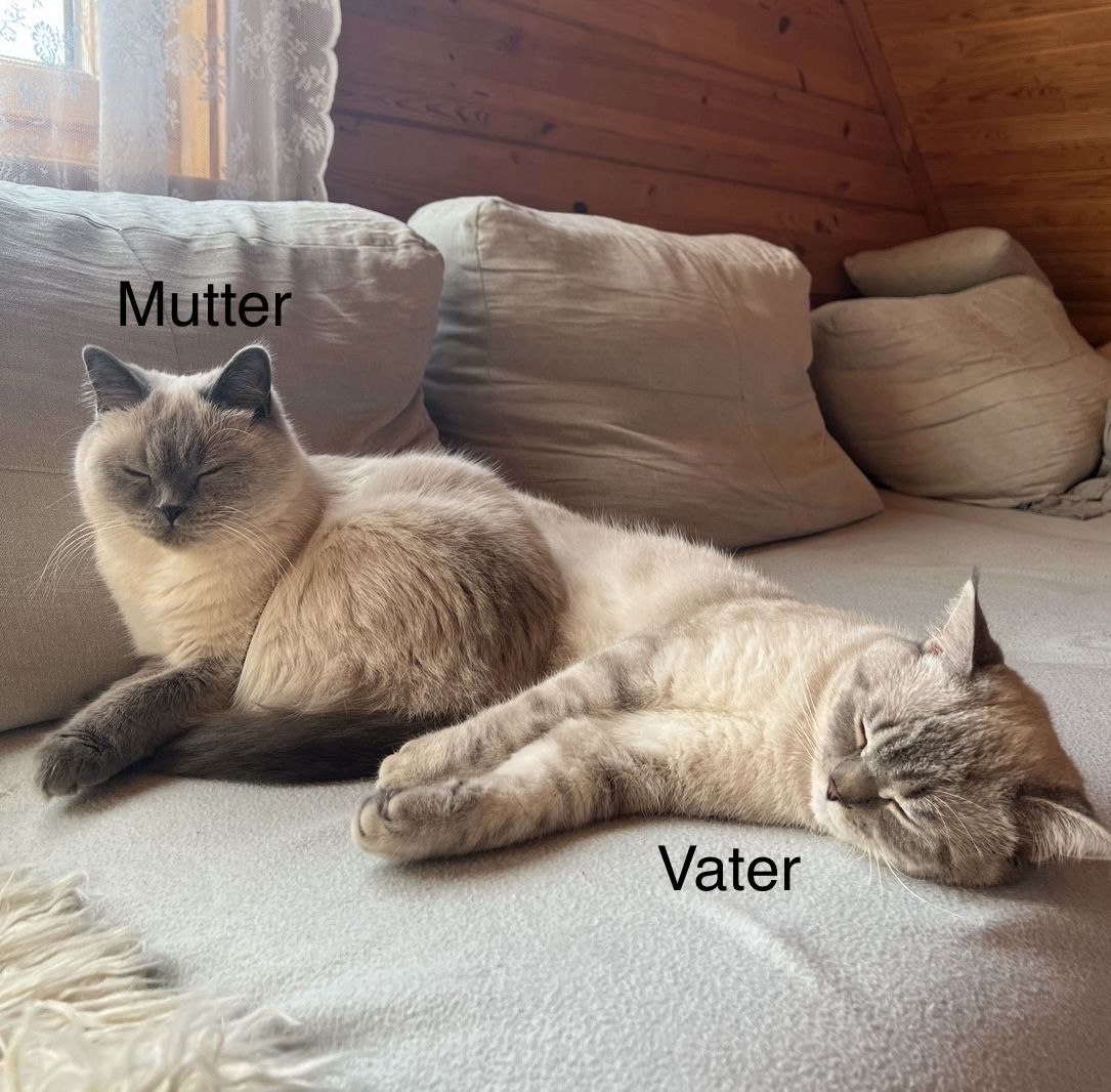 Britisch Kurzhaar Kitten