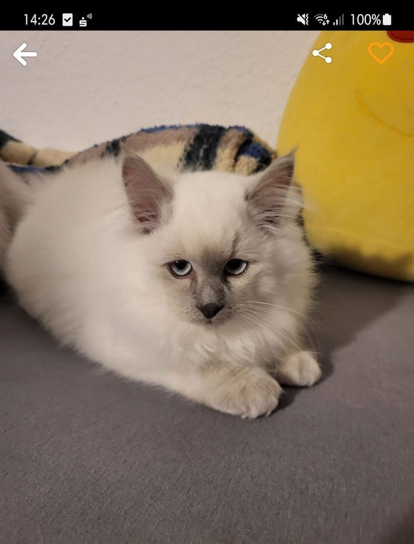 Weiser Katerchen zu verkaufen