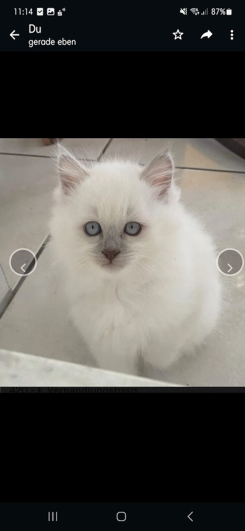 Weiser Katerchen zu verkaufen