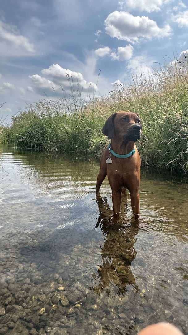 Rhodesien Ridgeback Welpen