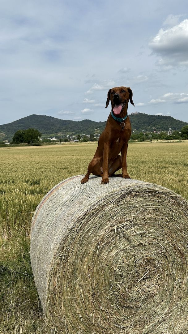 Rhodesien Ridgeback Welpen