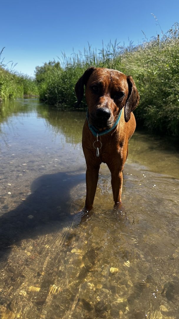Rhodesien Ridgeback Welpen