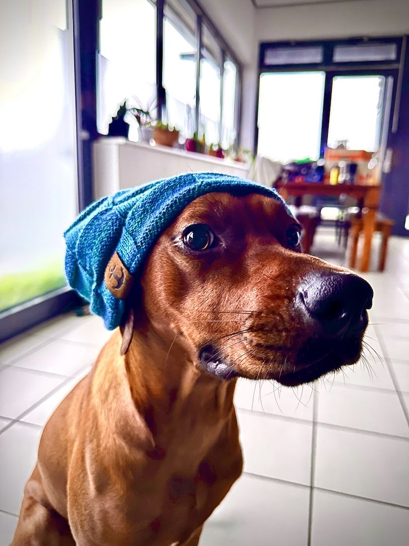 Rhodesien Ridgeback Welpen