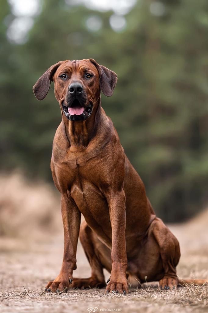 Rhodesien Ridgeback Welpen