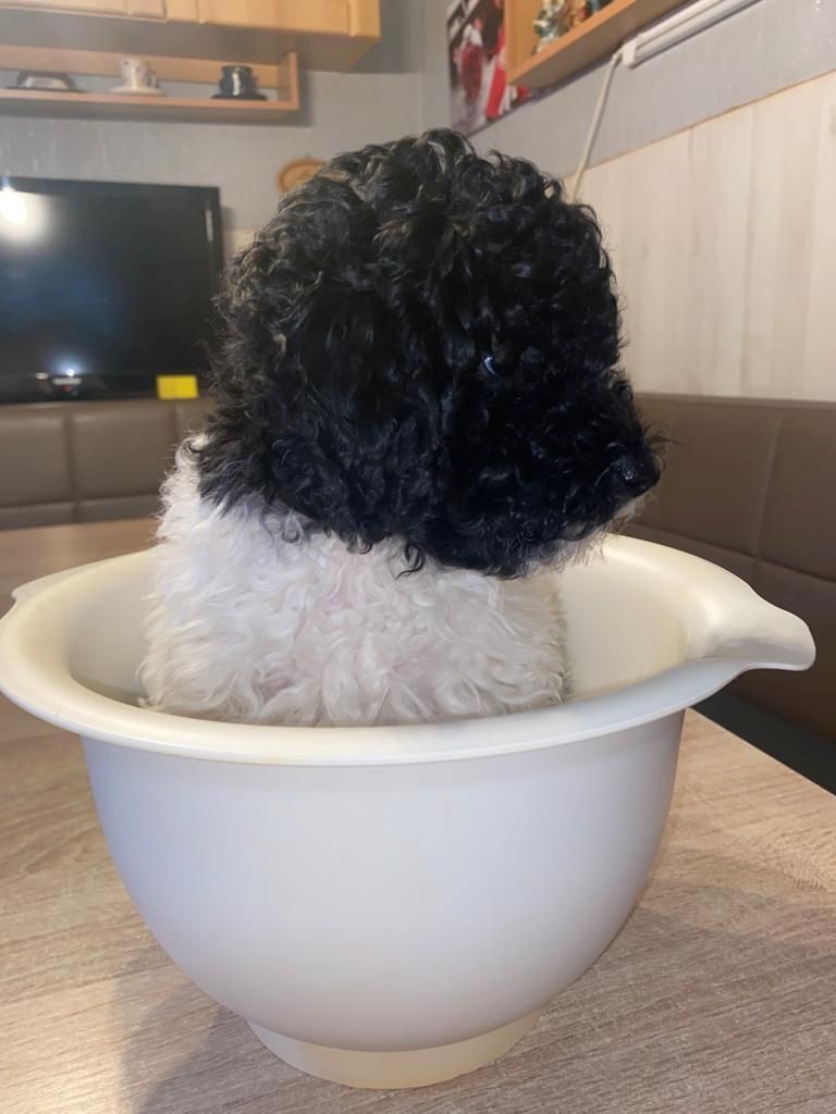 süsse Zwergpudelwelpen reinrassig