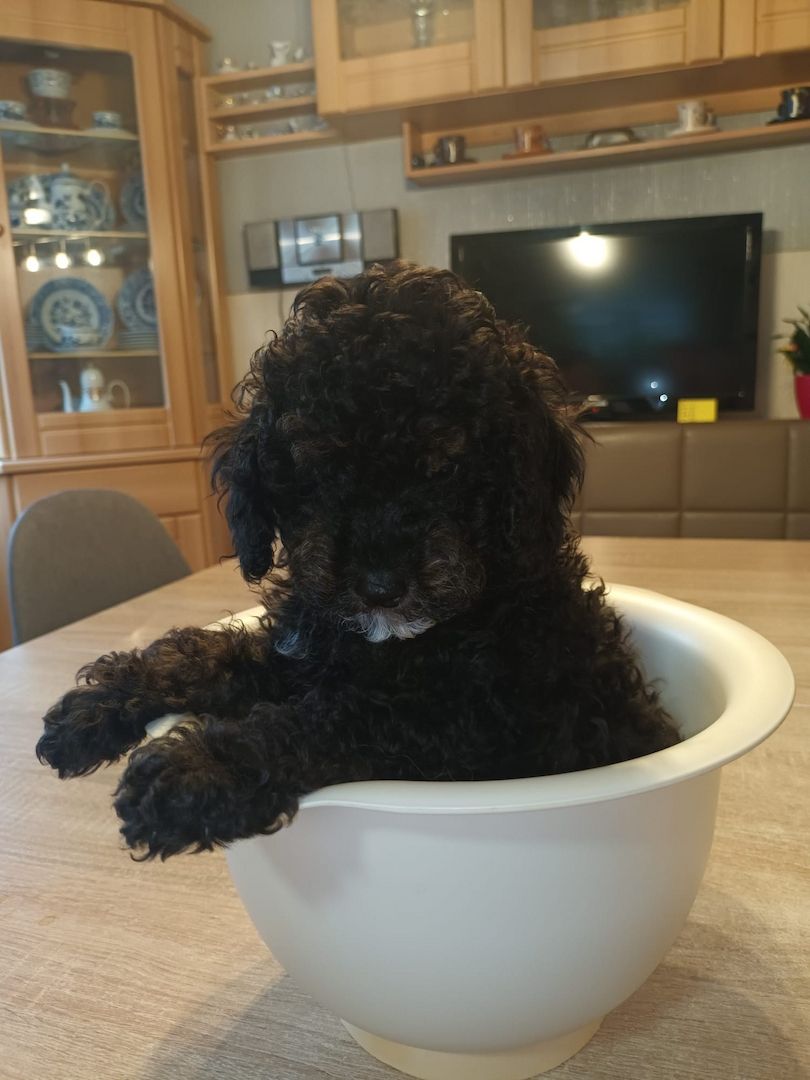 süsse Zwergpudelwelpen reinrassig