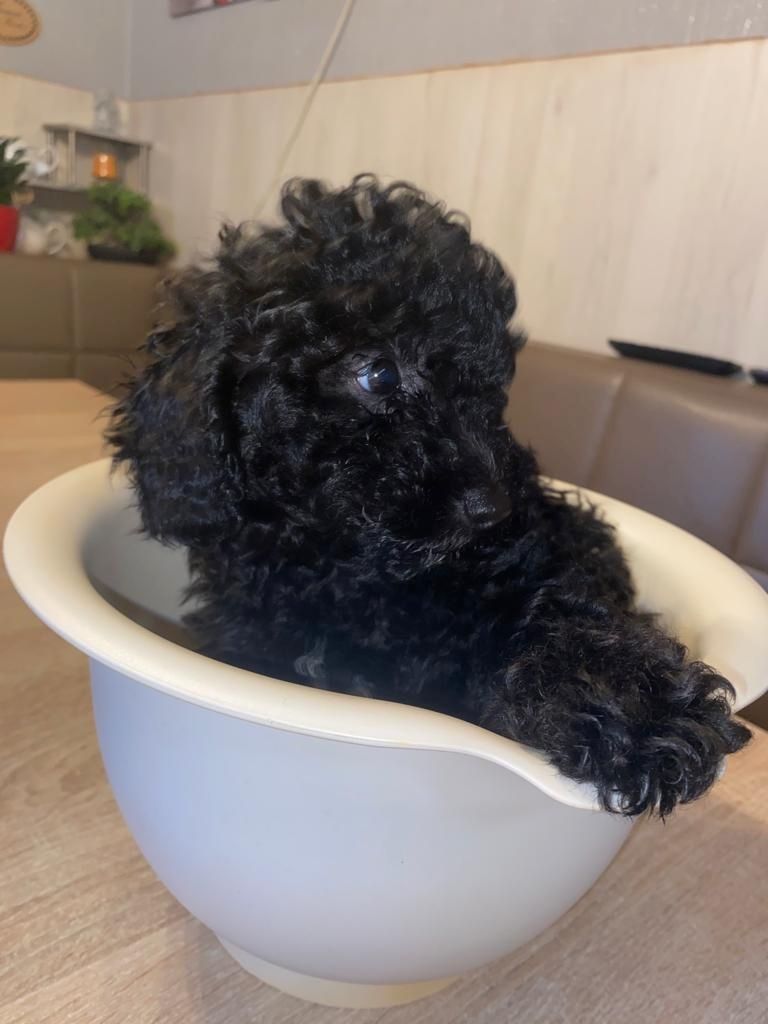 süsse Zwergpudelwelpen reinrassig