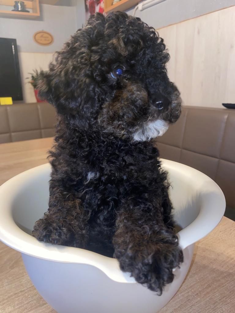 süsse Zwergpudelwelpen reinrassig