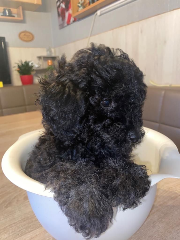 süsse Zwergpudelwelpen reinrassig