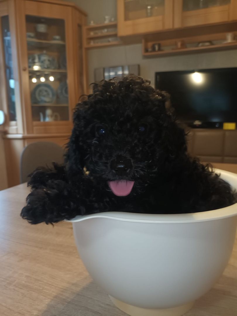 süsse Zwergpudelwelpen reinrassig