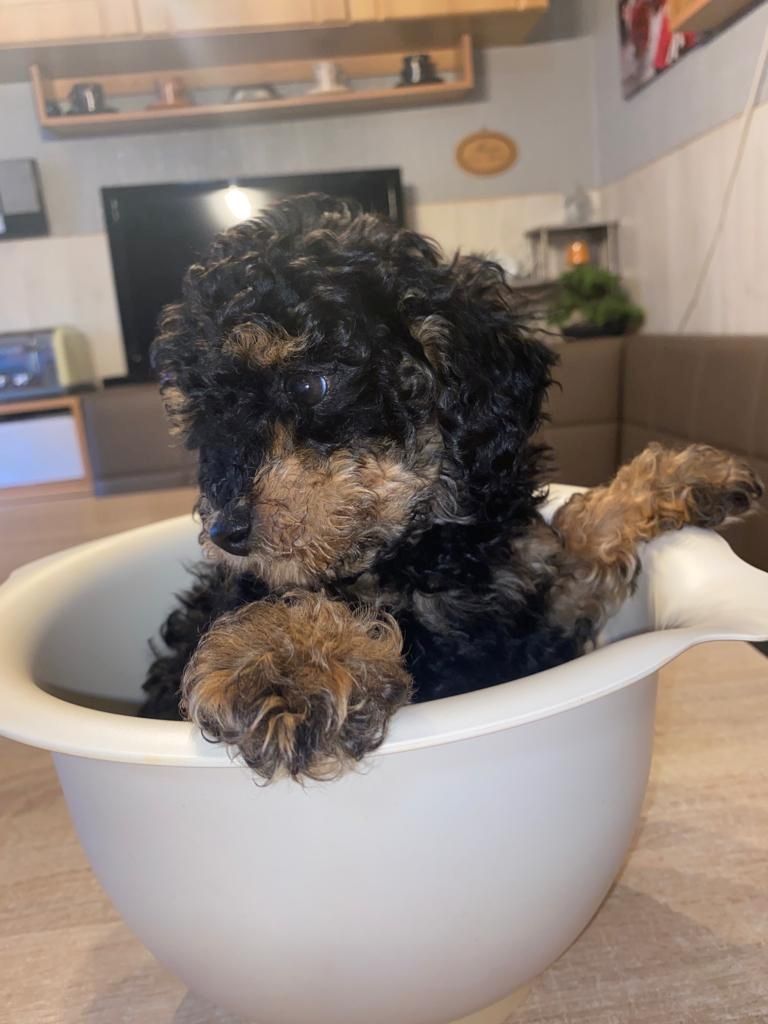 süsse Zwergpudelwelpen reinrassig