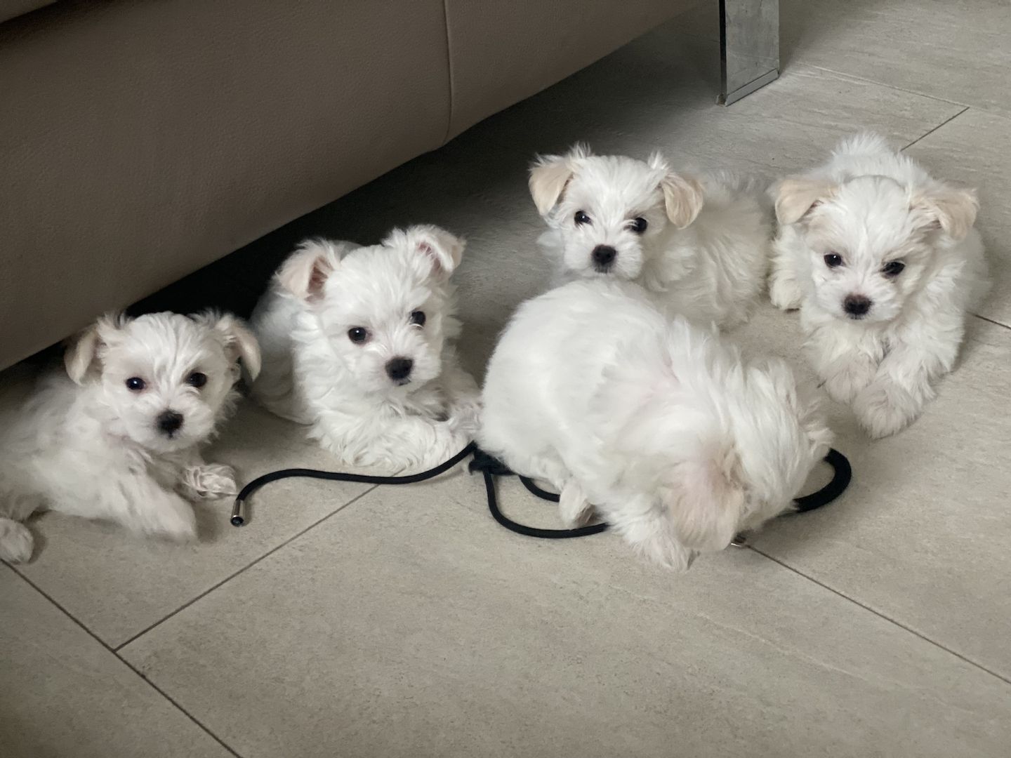1 Malteser Weibchen sucht ein liebevolles Zuhause 