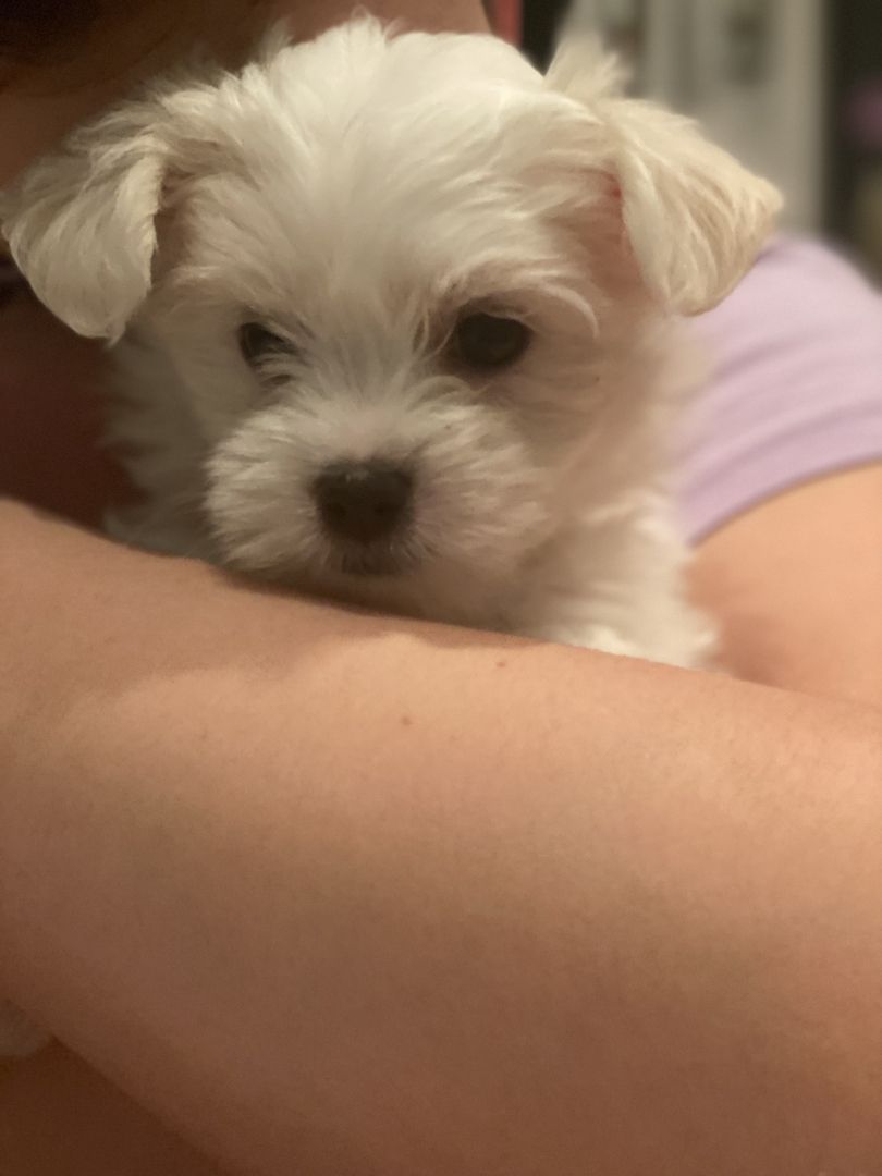 1 Malteser Weibchen sucht ein liebevolles Zuhause 