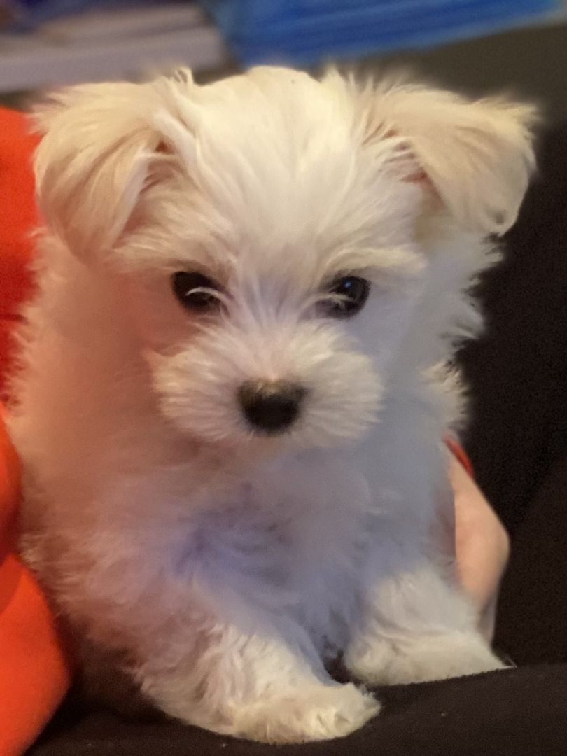 1 Malteser Weibchen sucht ein liebevolles Zuhause 