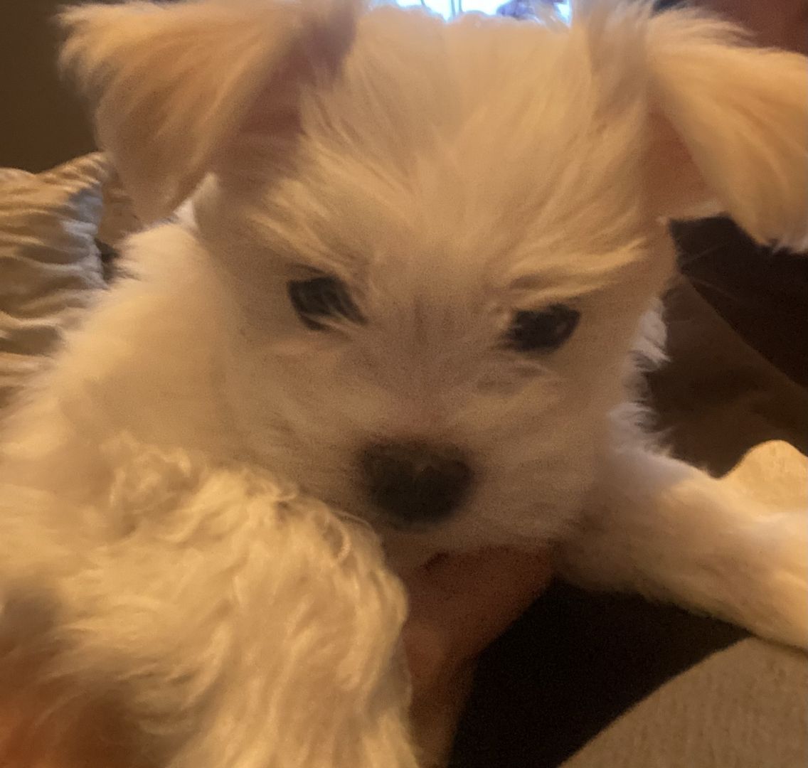 1 Malteser Weibchen sucht ein liebevolles Zuhause 