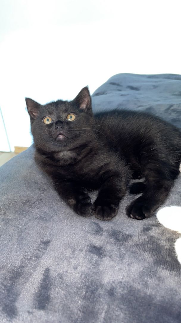 Britisch Kurzhaar Baby