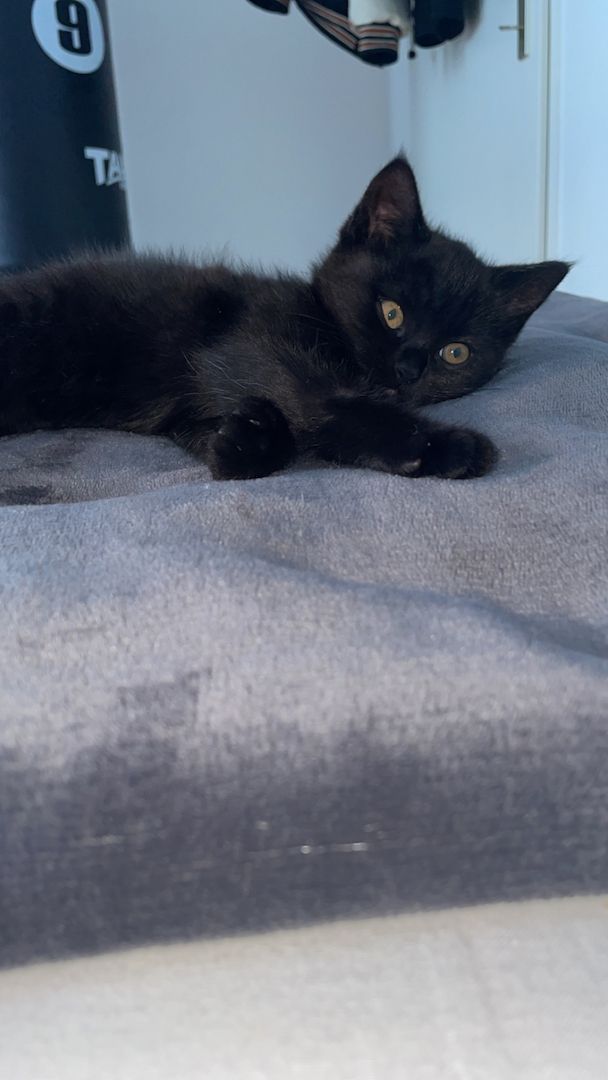 Britisch Kurzhaar Baby