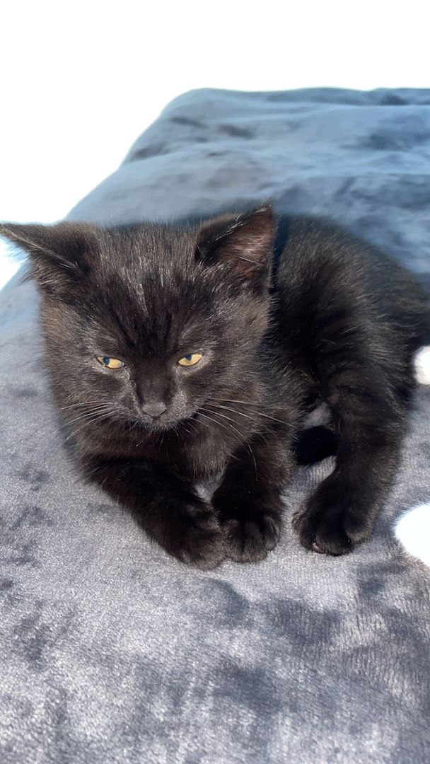 Britisch Kurzhaar Baby