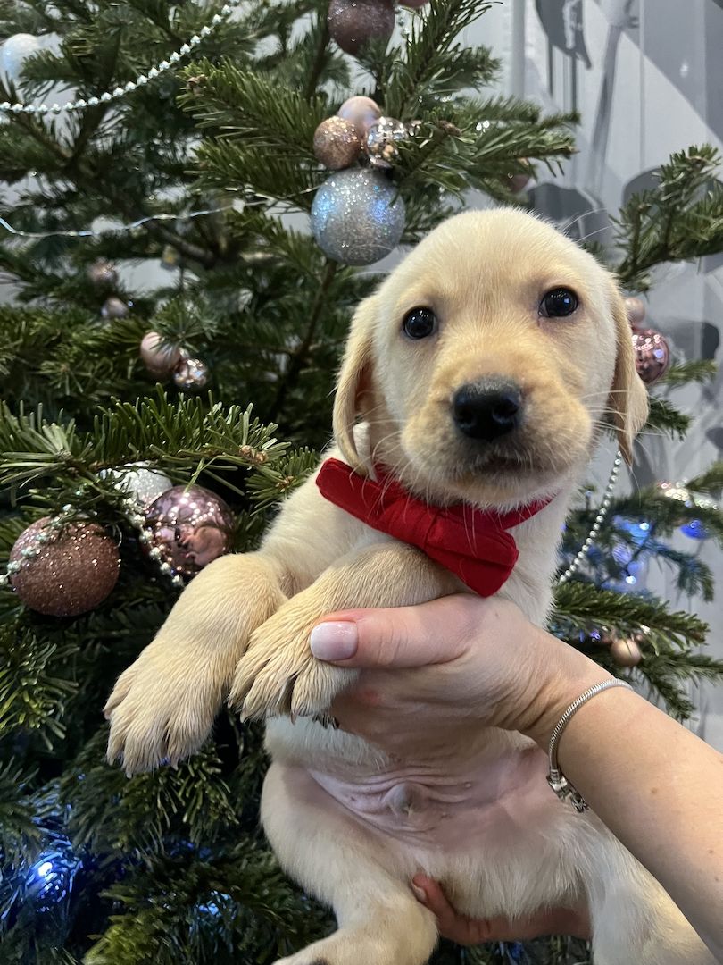 Labrador Welpen Babyhund