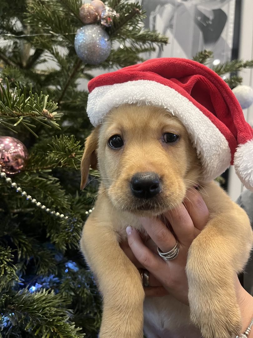 Labrador Welpen Babyhund