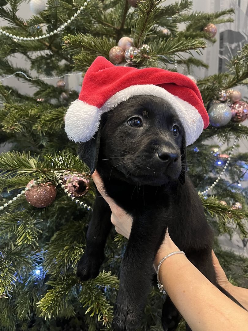 Labrador Welpen Babyhund