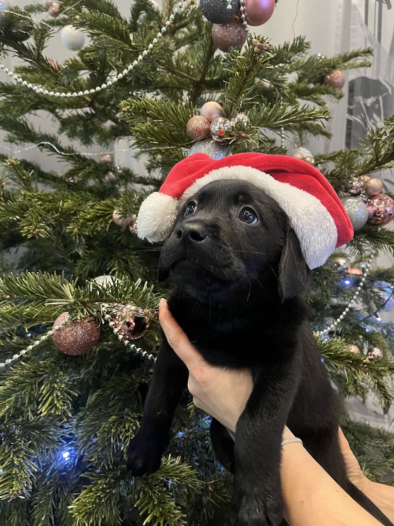 Labrador Welpen Babyhund