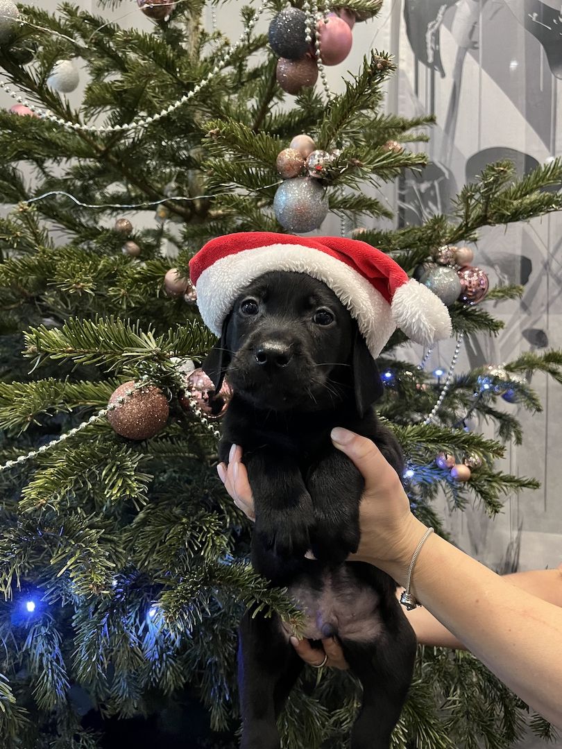 Labrador Welpen Babyhund