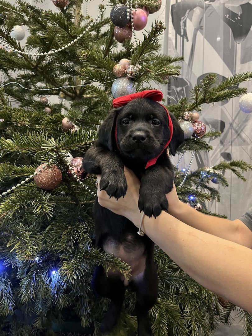 Labrador Welpen Babyhund