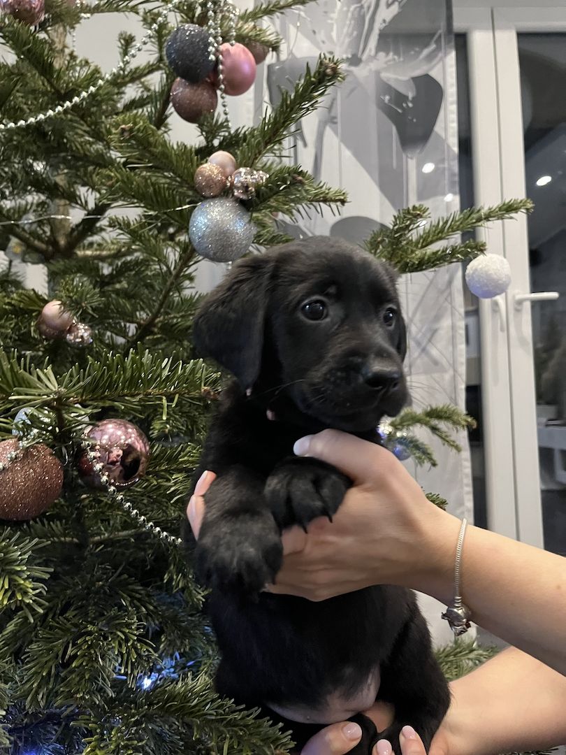 Labrador Welpen Babyhund