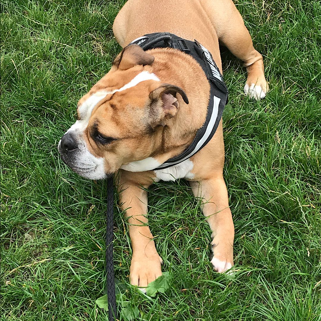 Paco sucht eine neue Familie