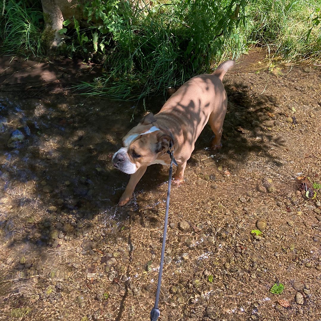 Paco sucht eine neue Familie