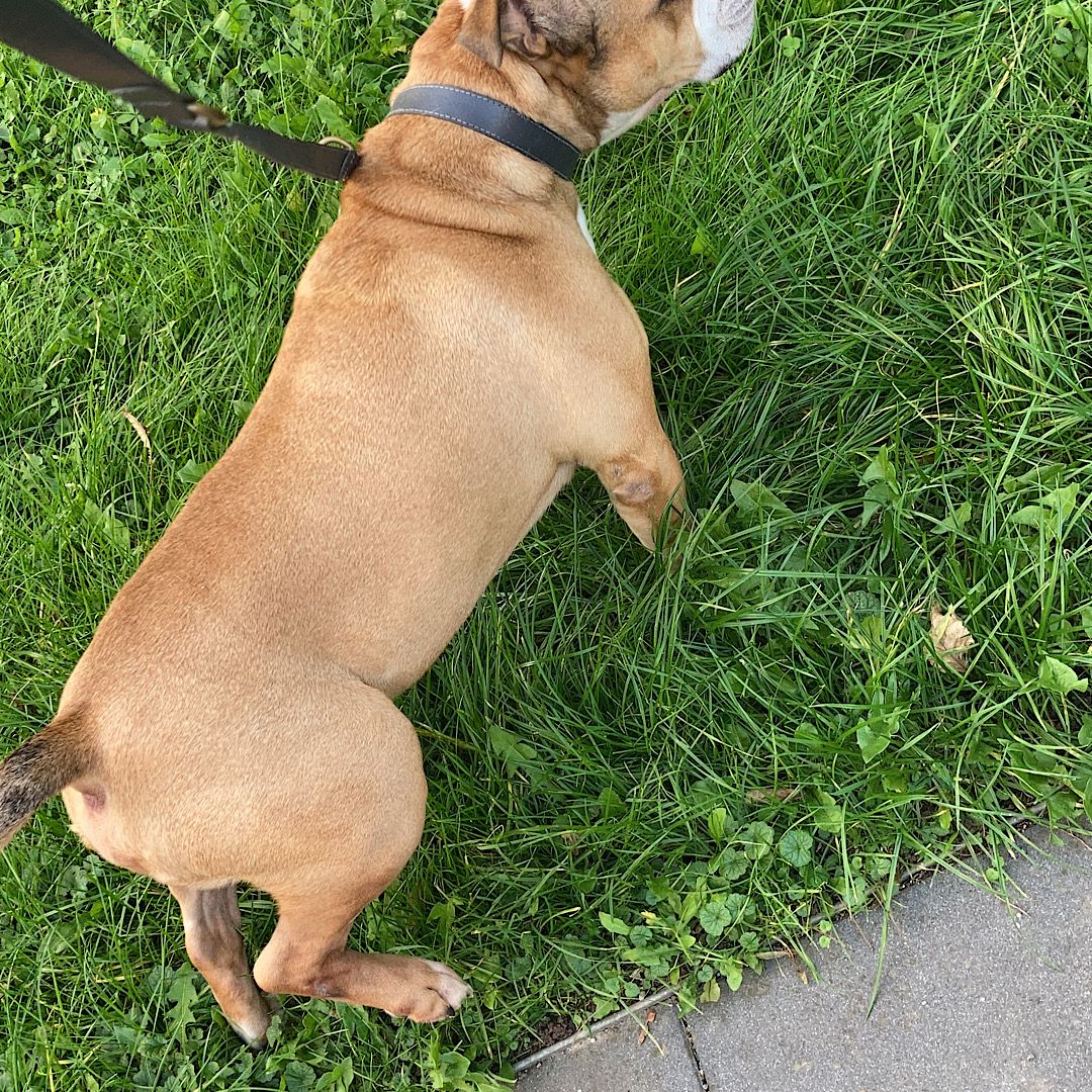 Paco sucht eine neue Familie