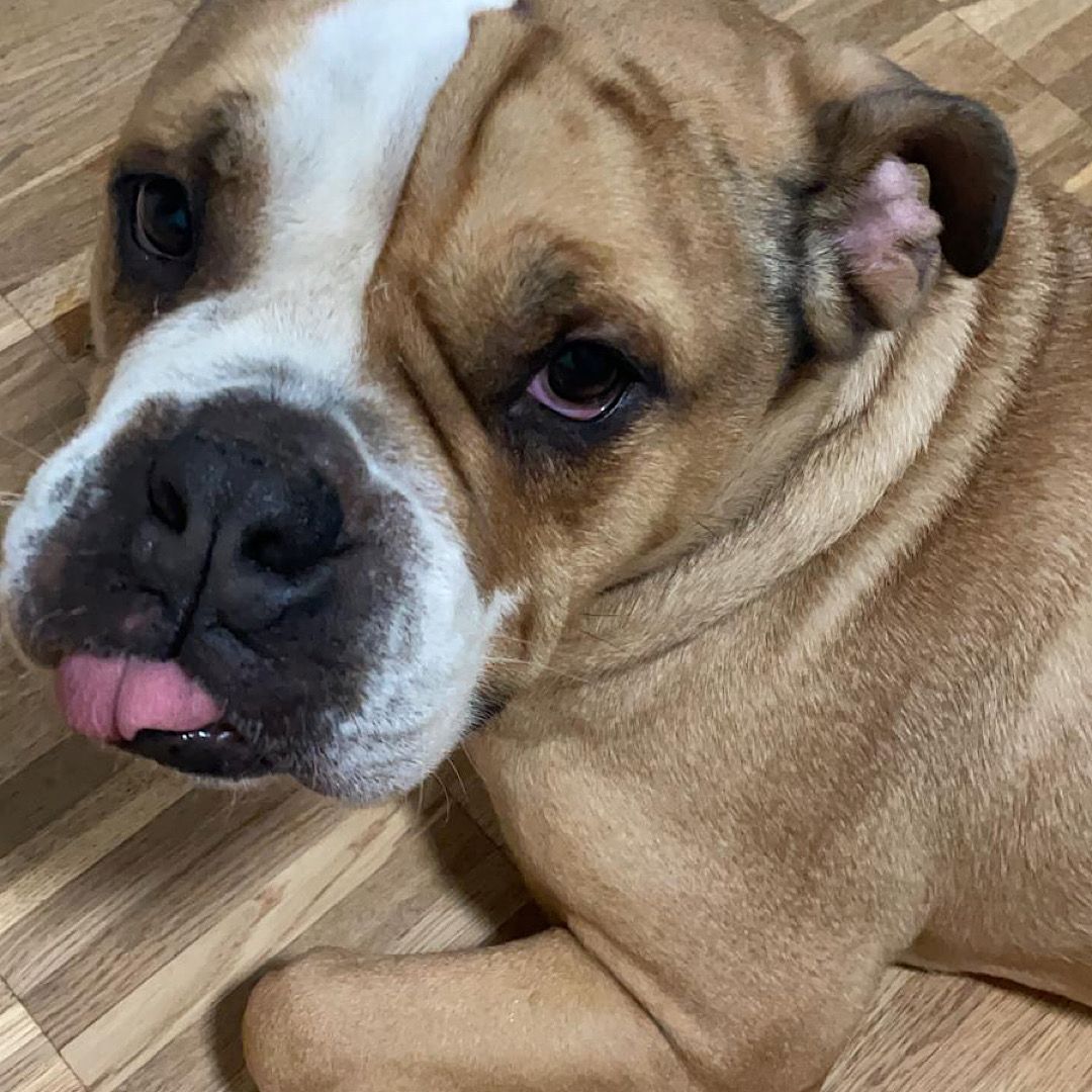 Paco sucht eine neue Familie