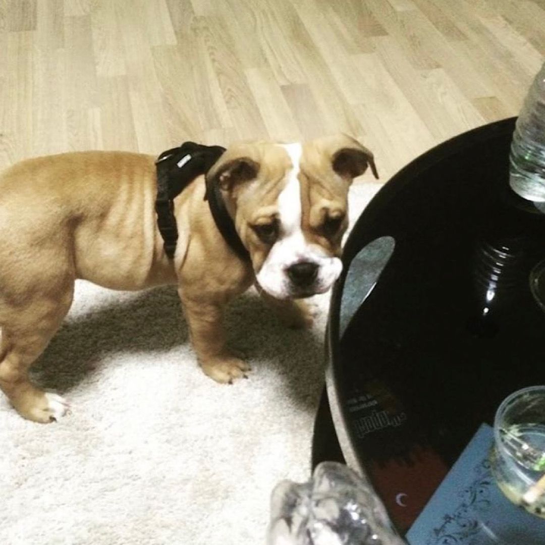 Paco sucht eine neue Familie