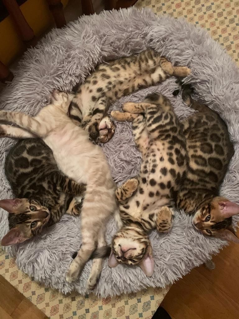 Reinrassige Bengalkitten zu verkaufen
