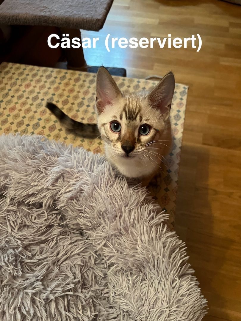 Reinrassige Bengalkitten zu verkaufen