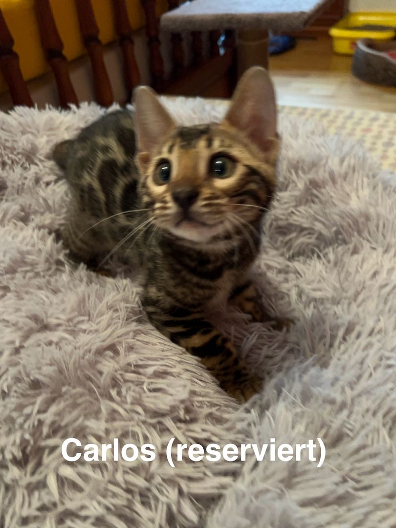 Reinrassige Bengalkitten zu verkaufen