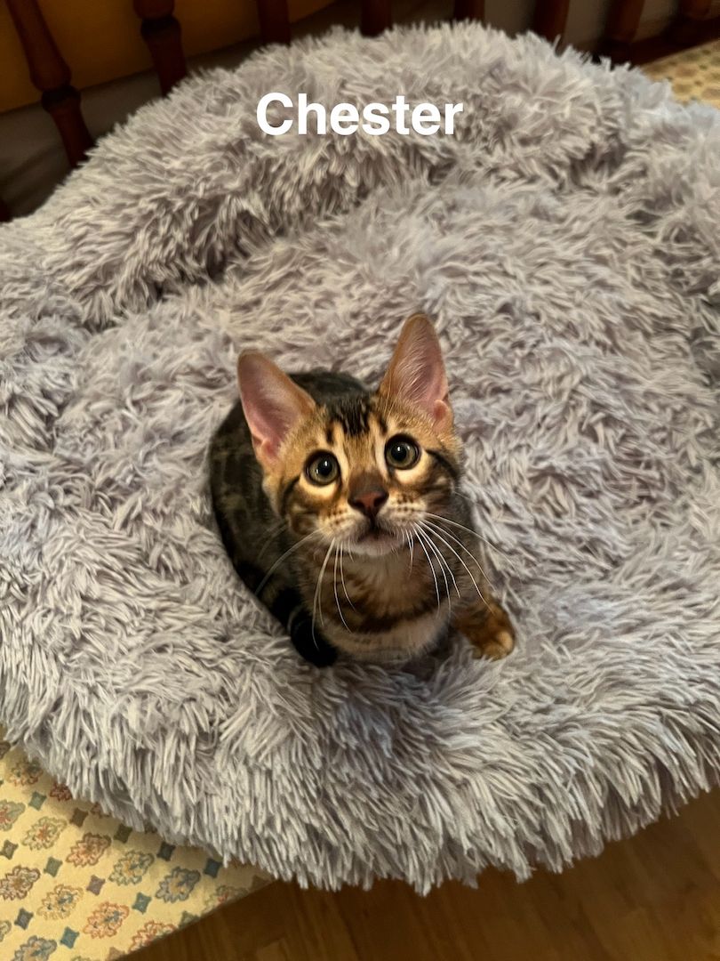 Reinrassige Bengalkitten zu verkaufen