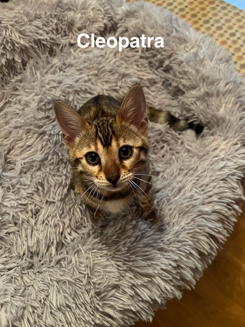 Reinrassige Bengalkitten zu verkaufen
