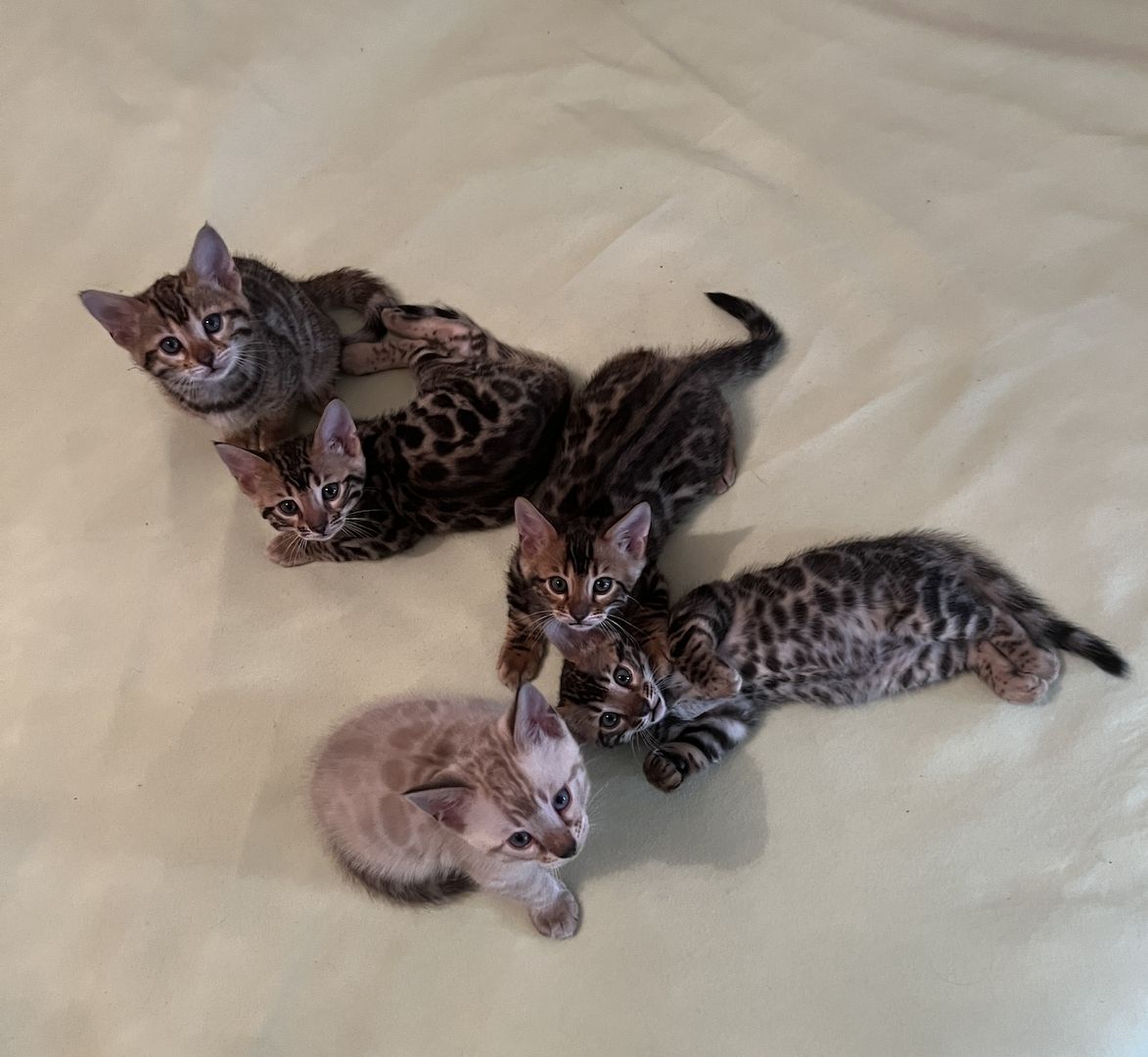 Reinrassige Bengalkitten zu verkaufen