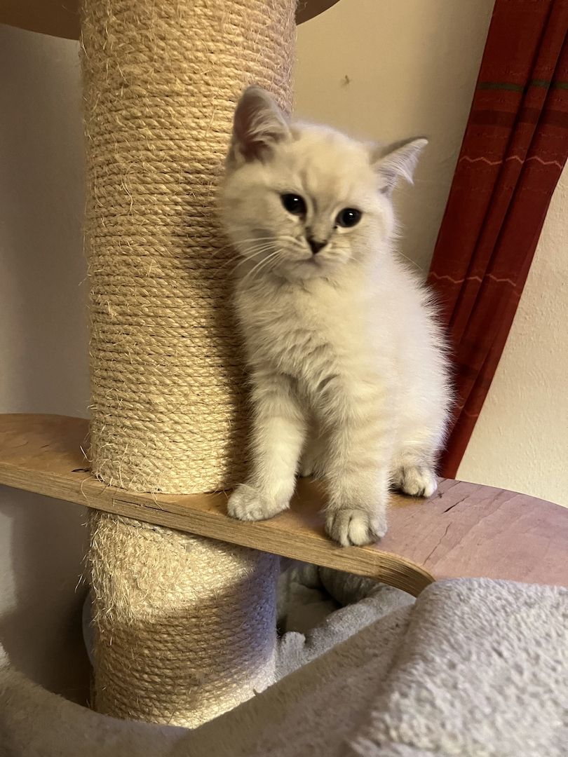 BKH Kitten in silver shaded point mit blauen Augen und black smoke