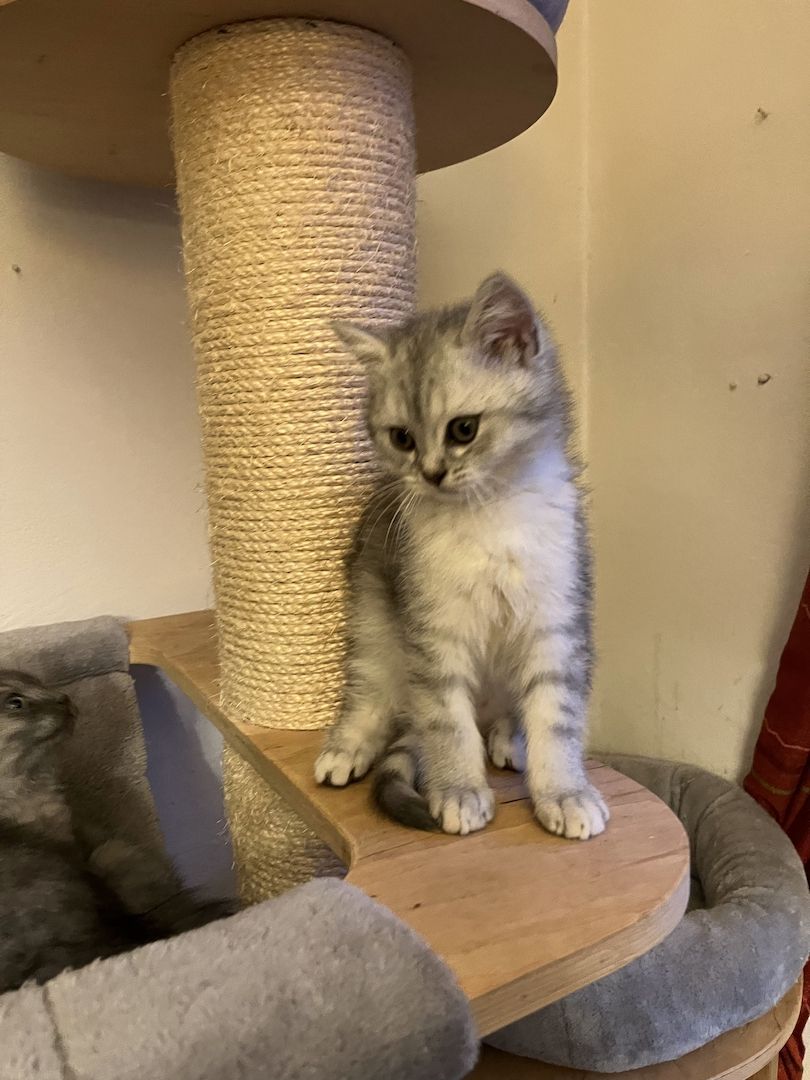 BKH Kitten in silver shaded point mit blauen Augen und black smoke