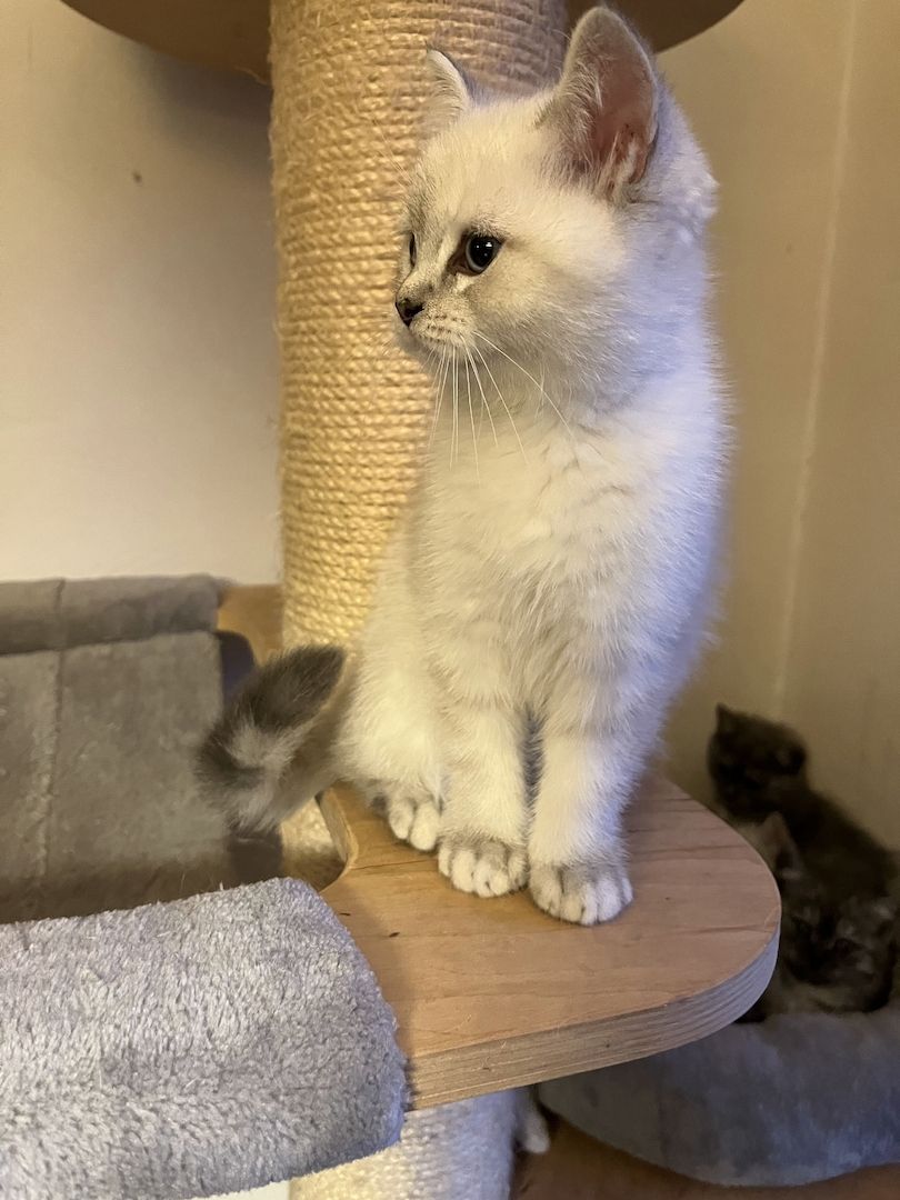 BKH Kitten in silver shaded point mit blauen Augen und black smoke
