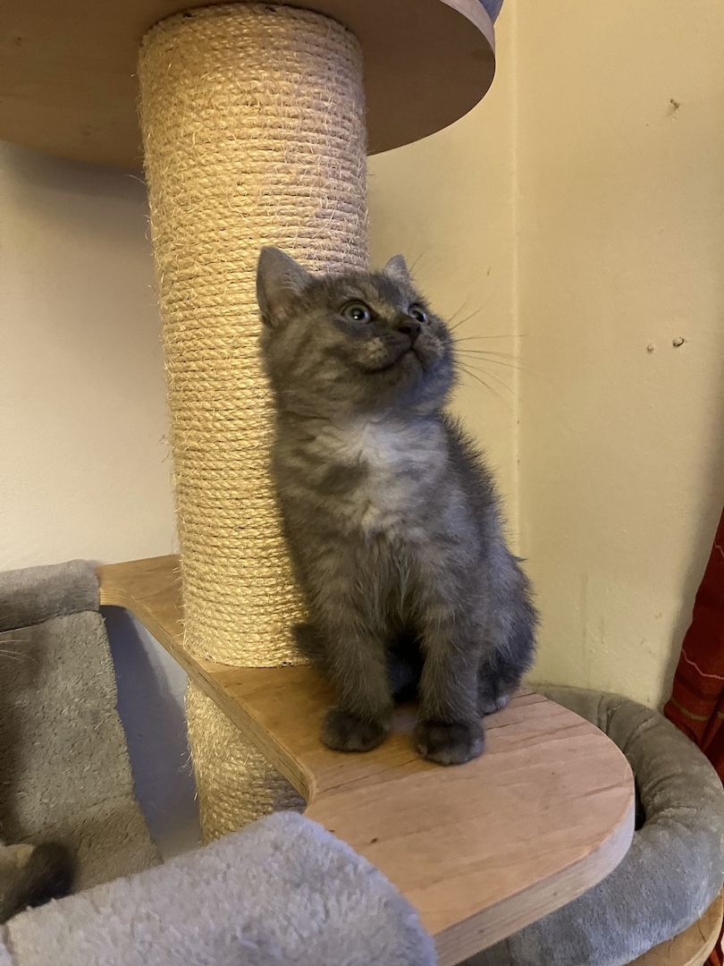 BKH Kitten in silver shaded point mit blauen Augen und black smoke