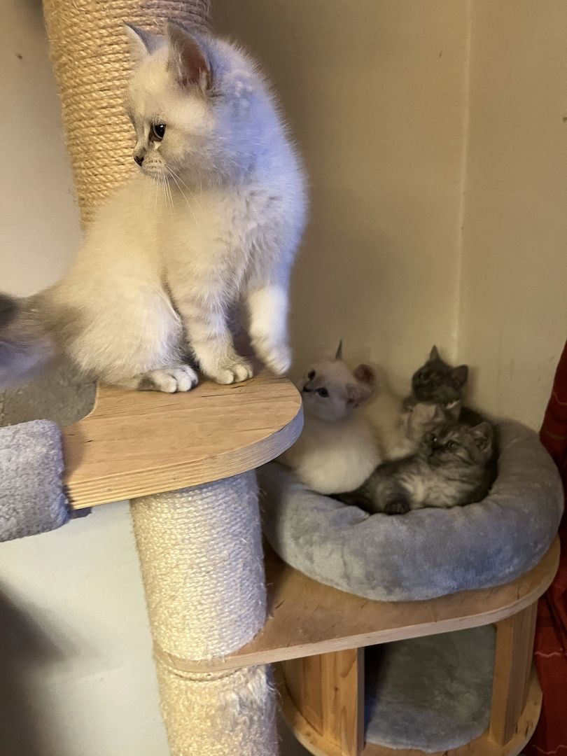 BKH Kitten in silver shaded point mit blauen Augen und black smoke